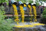 Die Enten werden jedes Jahr an der Ilse-Hollweg-Brücke zu Wasser gelassen.